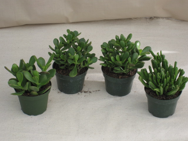 4" Jade Plants